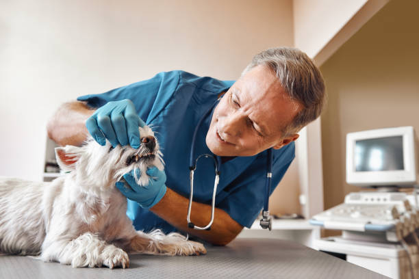 Best Emergency Dental Extractions in Saint Davids, PA
